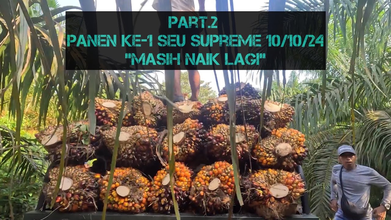 Part.2 Panen Ke-1 SEU SUPREME “Naik Lagi” || 10 Oktober 2024