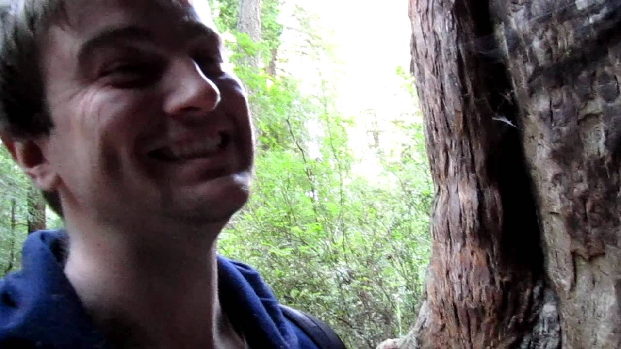 2011 02 21 Big Basin Chimney Tree as narrated by Ryan