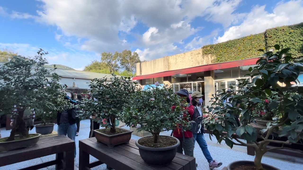 2024台北茶花展『又見茶花』趕在結束前兩小時入園，香奈兒山茶花原型-白寶塔(白色花瓣層層相疊）戶外霸氣茶花;室內優美藝術欣賞#茶花 #又見茶花＃台北茶花展