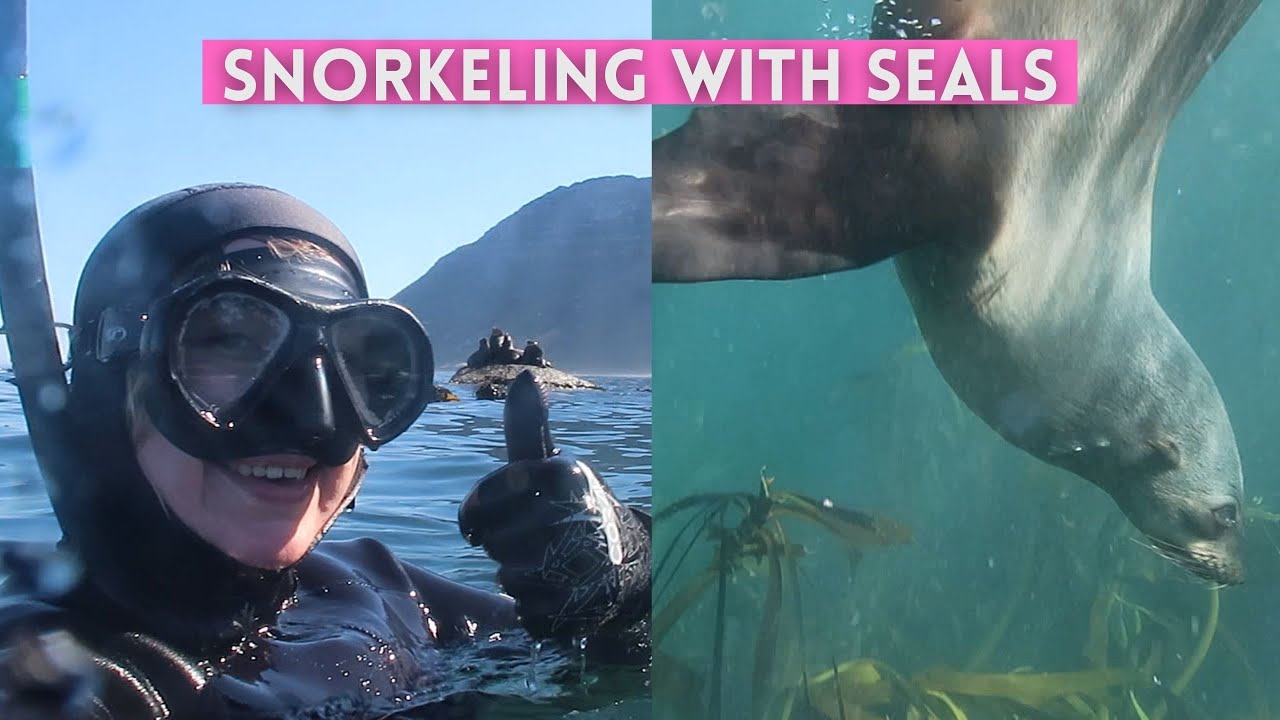 Snorkeling with thousands of SEALS near Cape Town! Hout Bay Travel Guide | Africa Adventure 11