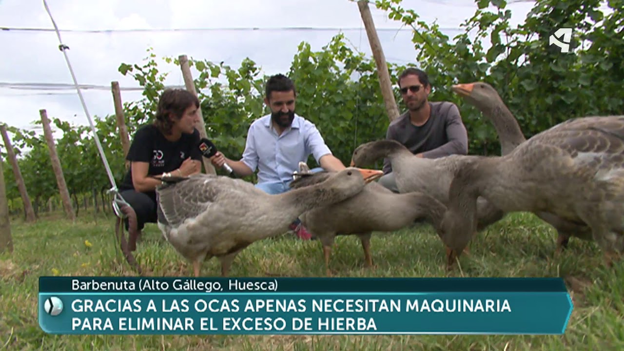 Ocas limpiadoras en Barbenuta (Huesca)