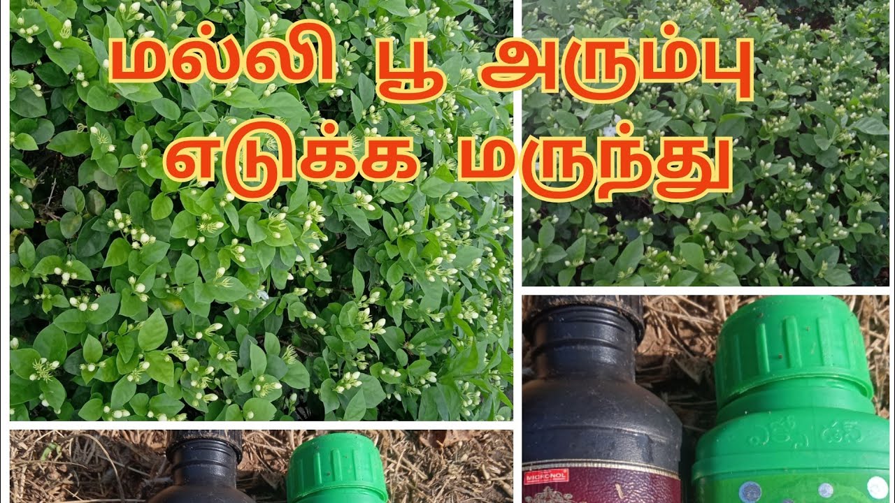 மல்லி பூ அரும்பு வைக்க மருந்து
