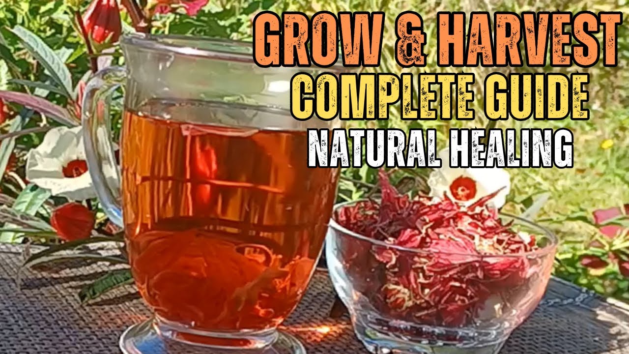 Growing and Harvesting Roselle Hibiscus: A Complete Guide