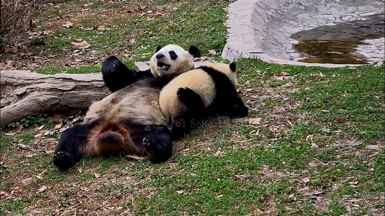 수진이의 극진한 아기 판다 사랑~❤️ | 선수핑 판다 Shensuping Panda