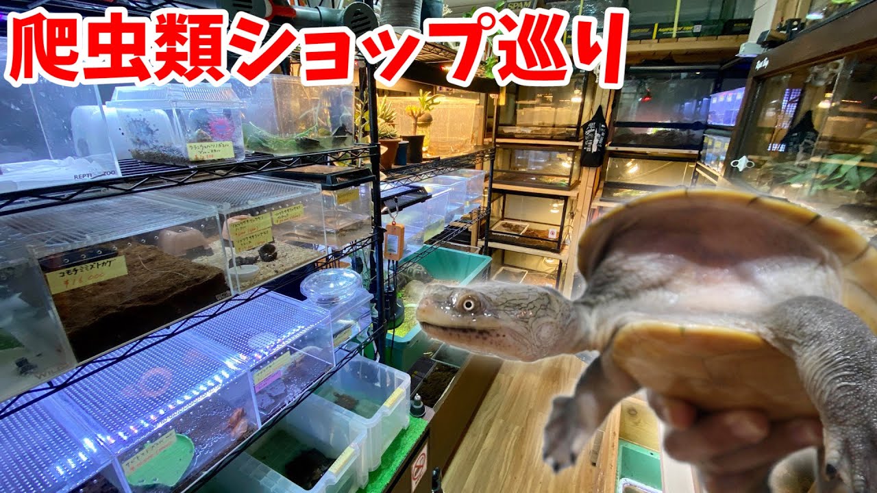埼玉県の亀がたくさんいる爬虫類ショップが最高に楽しかった！