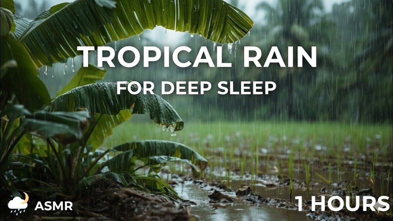 Tropical Rain on Banana Leaves - Relaxing Rain Sounds in Rice Field for Sleeping & Study