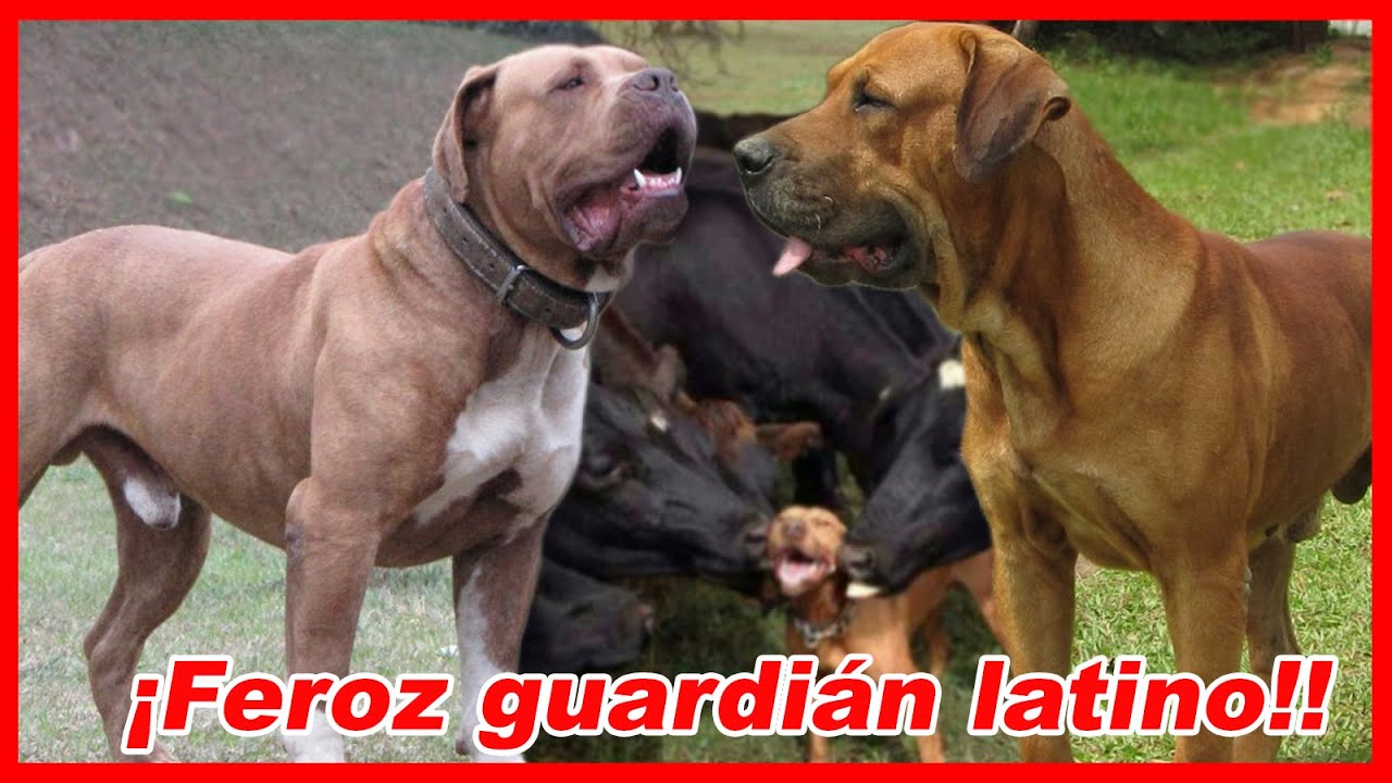 Esto pasa al CRUZAR un FILA BRASILERO con MASTÍN – Bull-mastiff brasileiro