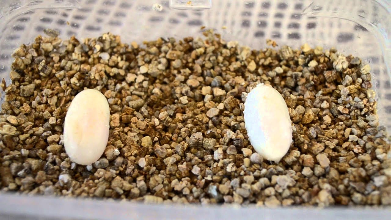 incubar huevos de Gecko Leopardo