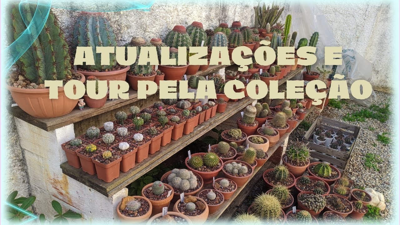 TOUR PELA COLEÇÃO, ATUALIZAÇÕES E MUITOS BOTÕES FLORAIS 🏜️