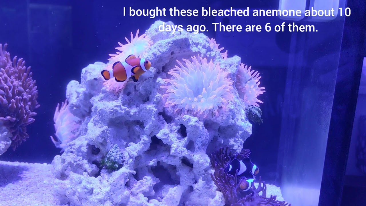 Trying to save bleached anemone