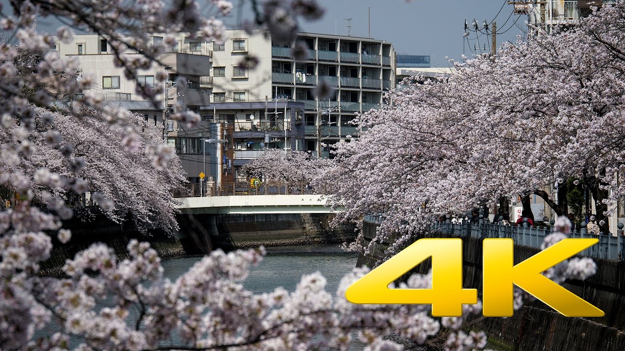 Ooka River Cherry Blossoms - Yokohama - 大岡川 - 4K Ultra HD