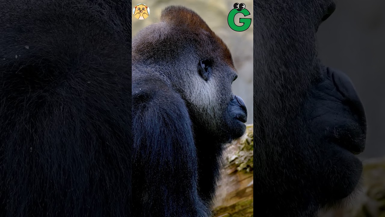 ABC Giant Animals song | Alphabets Kids song | Learn Alphabets, English, and Animals for Kids (Fun)