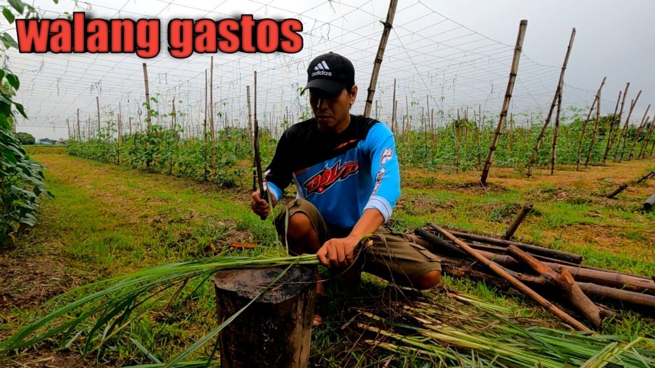 URI NG DAMO (lemongrass) PWEDENG KUMITA NG MILYON | Phililpines 🇵🇭