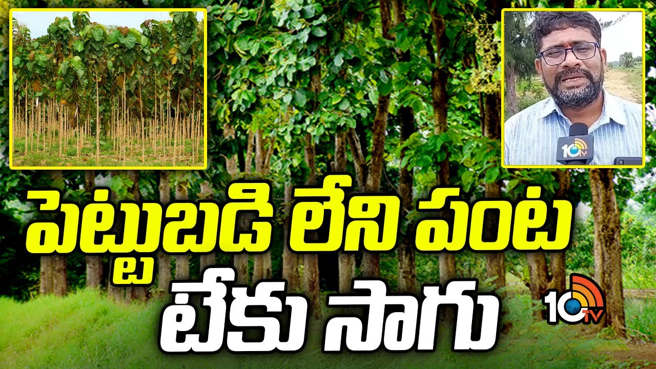 పెట్టుబడి లేని పంట టేకు సాగు | Teak Wood Cultivation Telugu | Matti Manishi | 10TV Agri