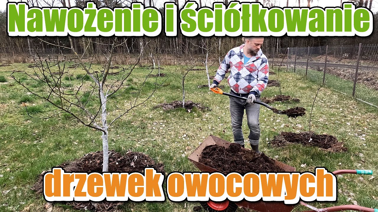 Nawożenie drzewek owocowych obornikiem i podłożem popieczarkowym  Ściółkowanie tekturą i zrębkami.
