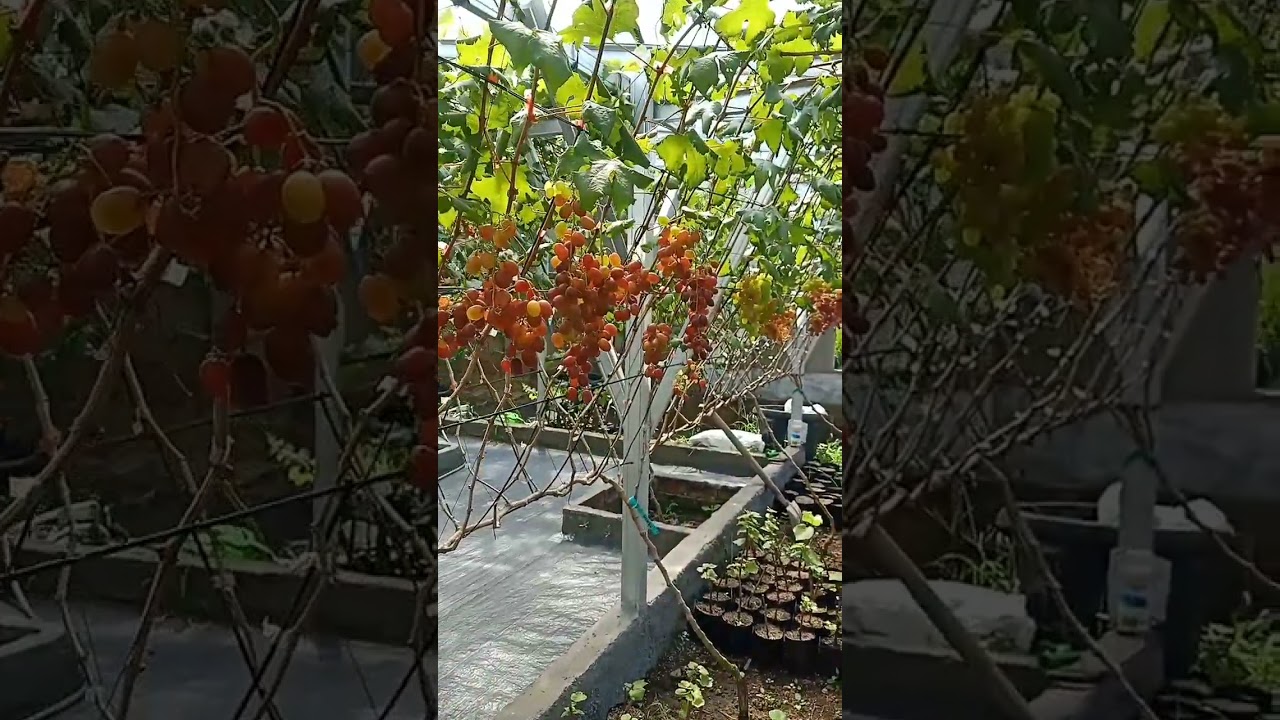 Anggur Import Ninel sistem tralis Y sedang tahap Veraison #fyp #shorts #anggurimport