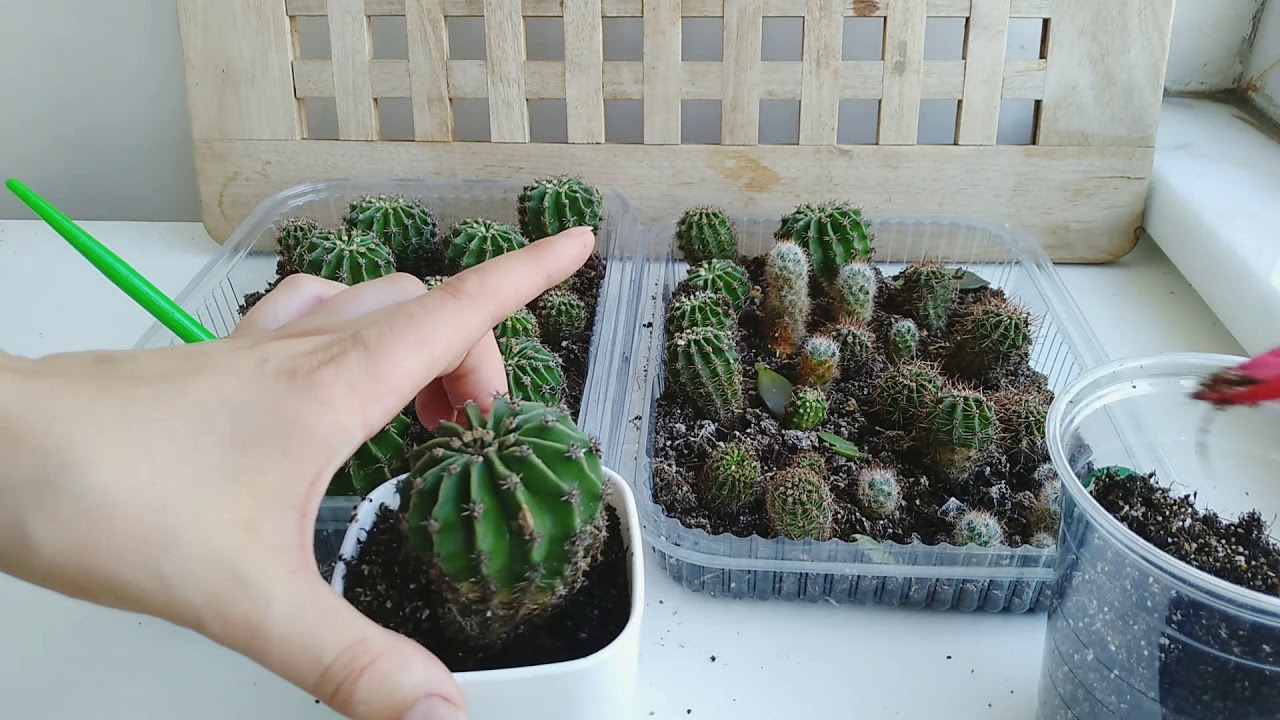🌵Как пересадить кактус? Рассаживаем детки кактусов