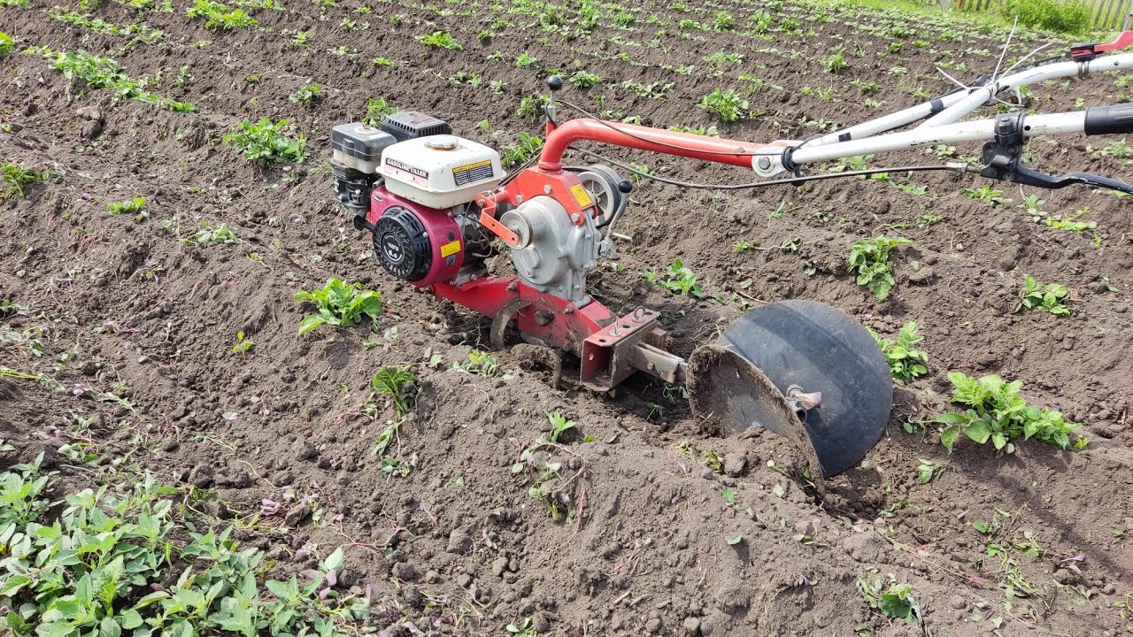 первое окучивание картофеля / The first hilling of potatoes #огород #мотоблок