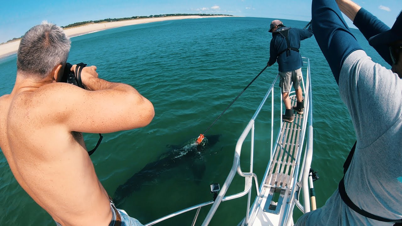 Tagging Great White Sharks on Cape Cod (ft. Atlantic White Shark Conservancy)