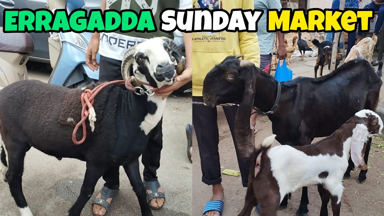 Erragadda Market Bazar | Sunday Bazar Hyderabad Telangana India | Hyderabadi Agra Sojat Desi