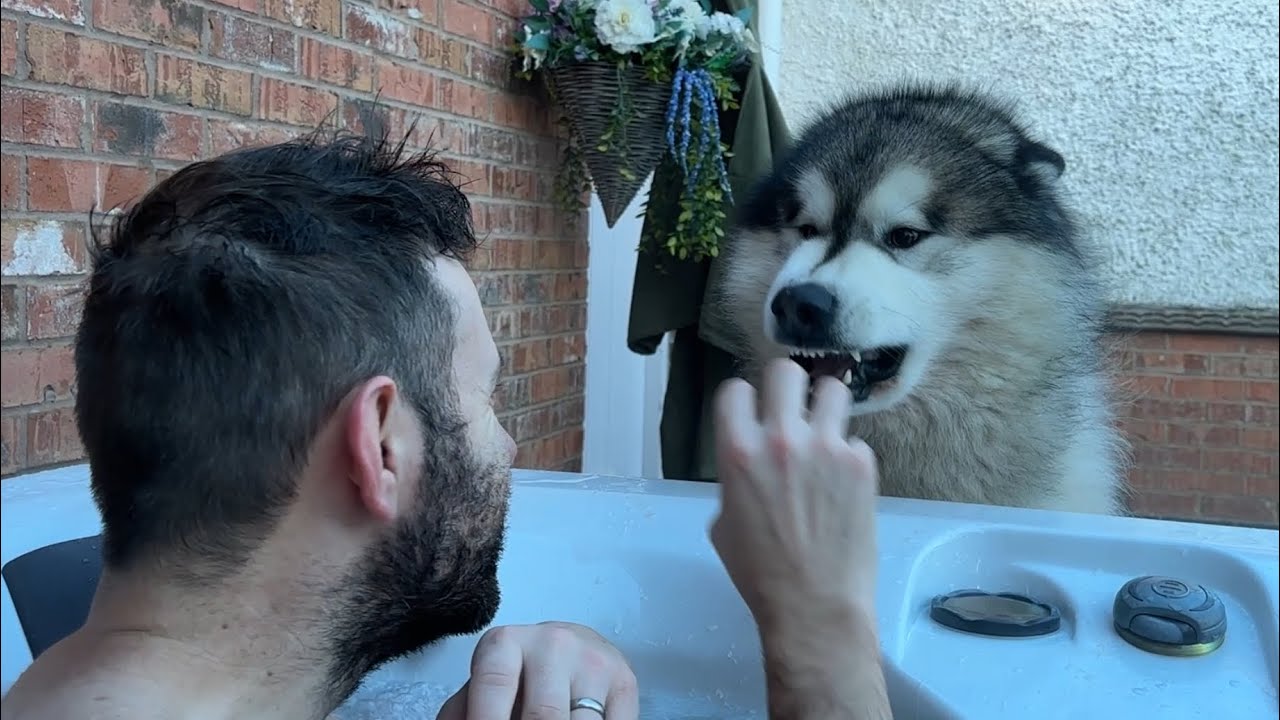 Is My Dog Scary?? Would You Pet Him Still??