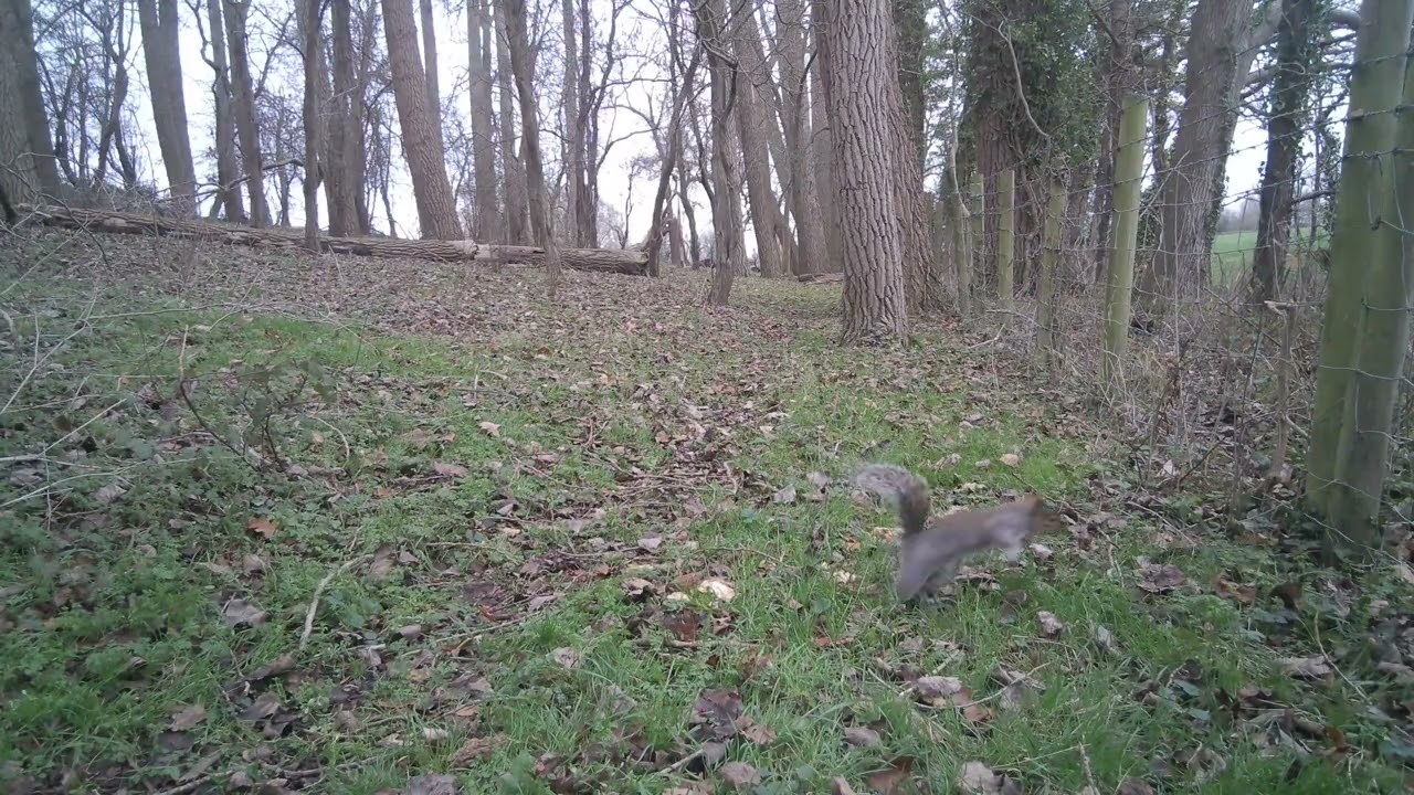 Deer, Rabbits and Squirrels