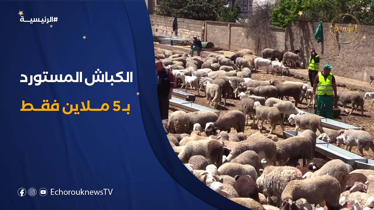 سعر الأضحية المستوردة بـ 50 ألف دينار .. إجراءات لضبط السوق قبل عيد الأضحى