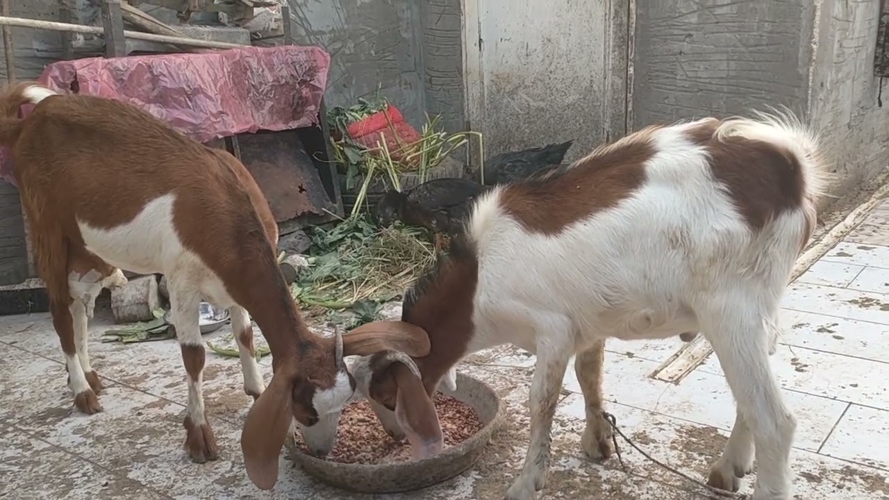 يلا نعمل استعداد الشتاء