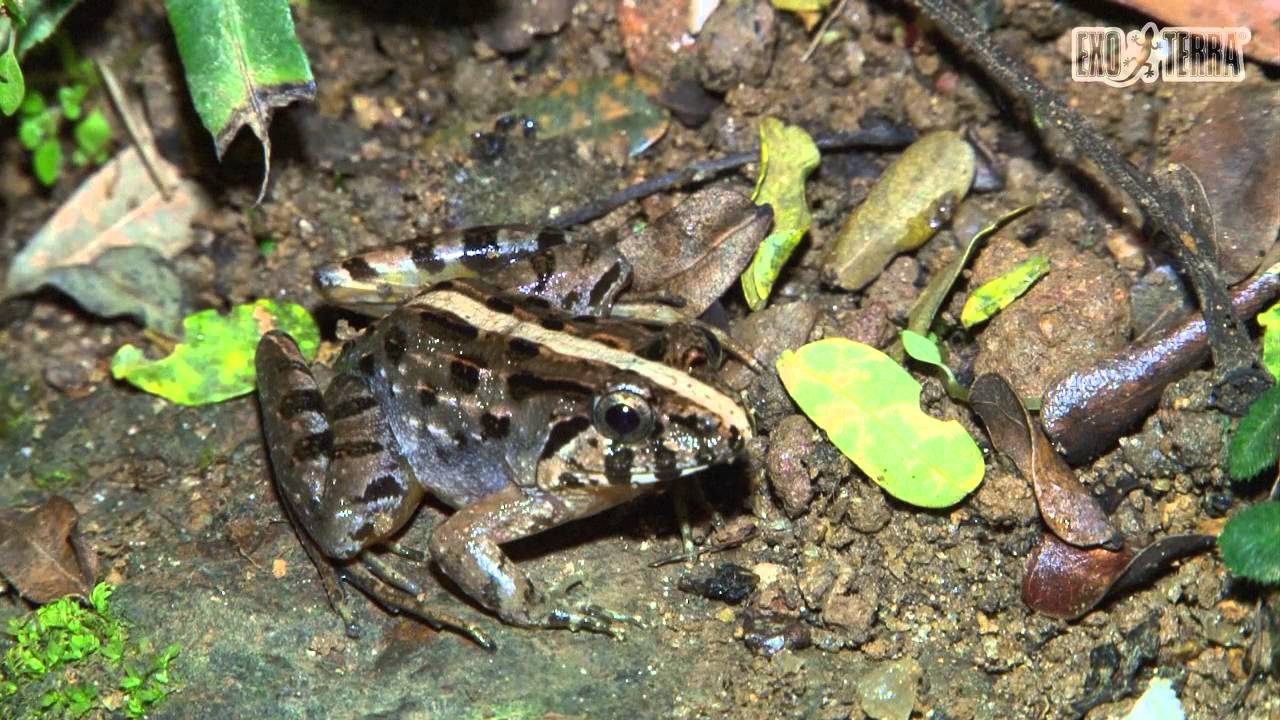 Exo Terra Expedition - Sri Lanka