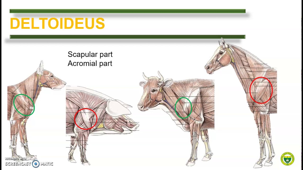 Comparative Anatomy (Muscular System)