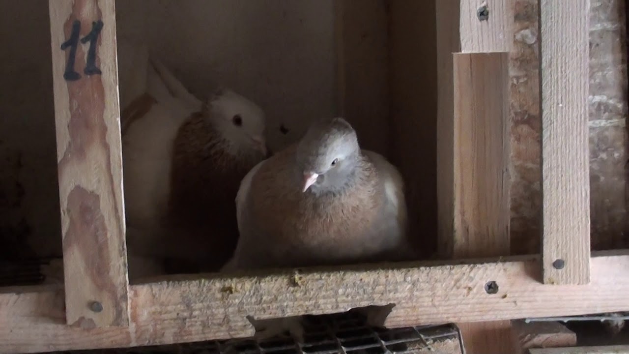 Pigeon.НАЧАЛО ПЛЕМЕННОГО СЕЗОНА 2021 ГОДА.