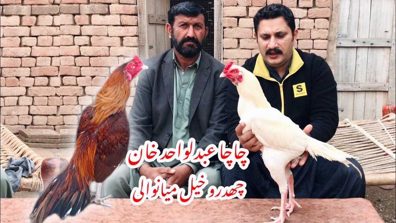 Pure mianwali aseel of abdul wahid khan by Nadeem shah aseel