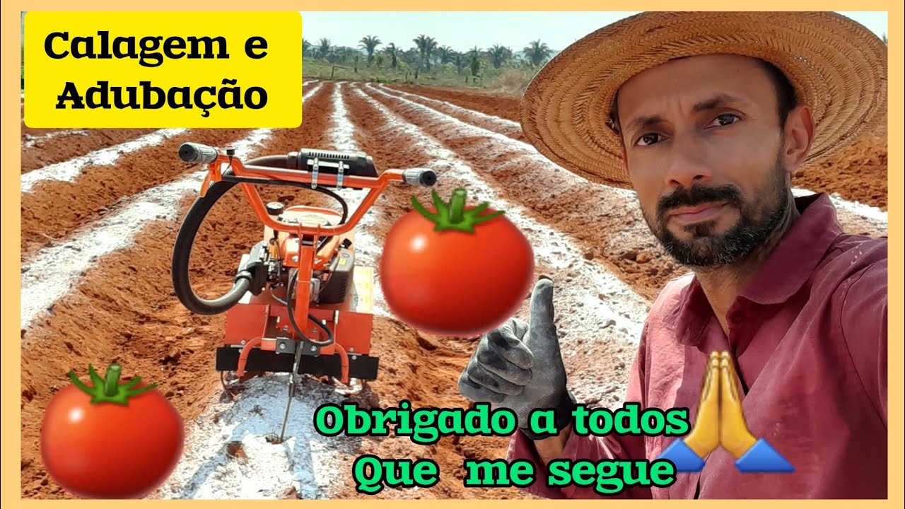 🍅🍅Adubação e calagem do solo para plantar tomate,como fazer um bom preparo de solo para tomate.