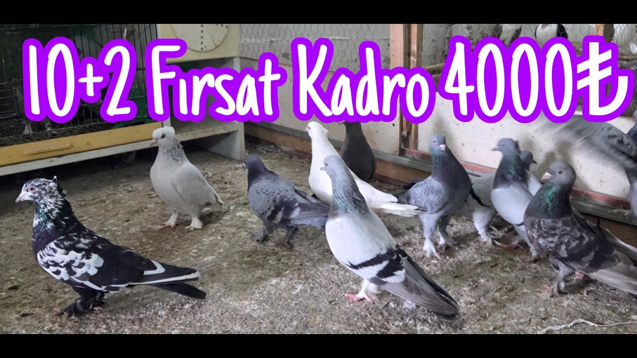 10+2 Fırsat Oyun Kuşları. Watsap.545.550.0192