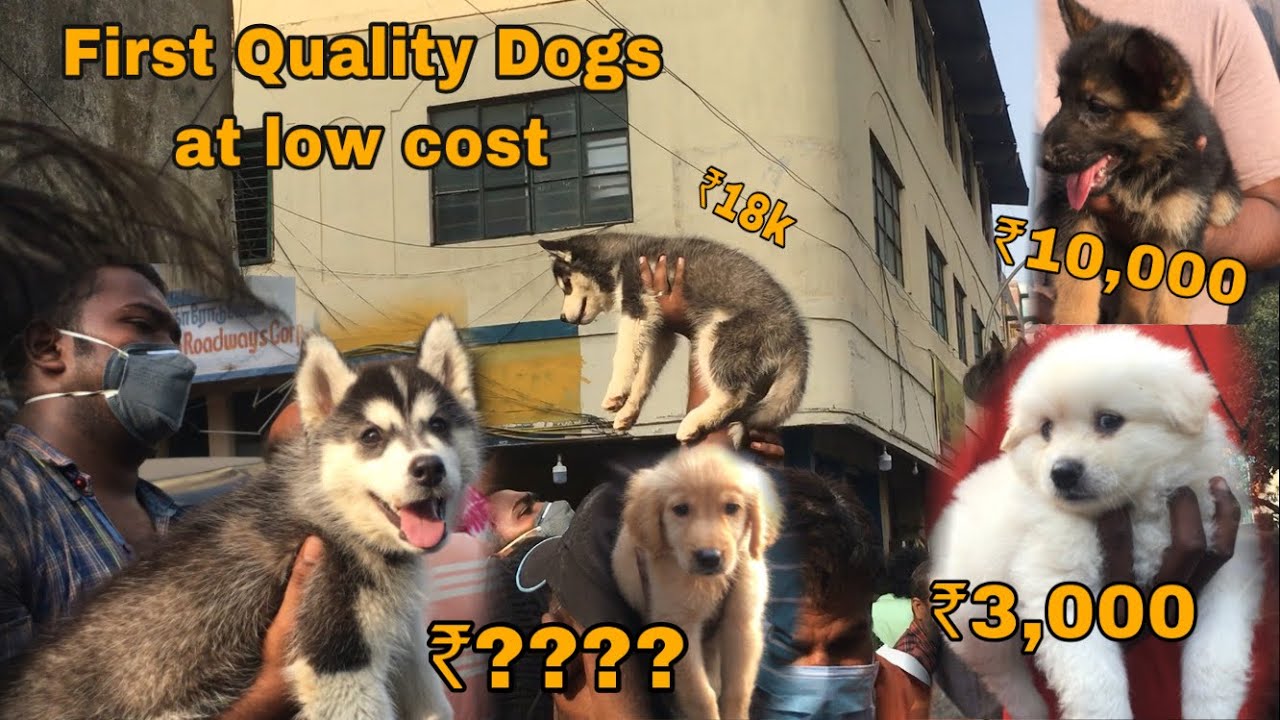 Chennai Pet Market | Dogs at Low cost | India Pet Market |