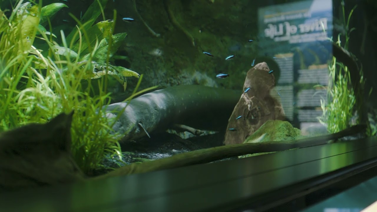 New England Aquarium Visit