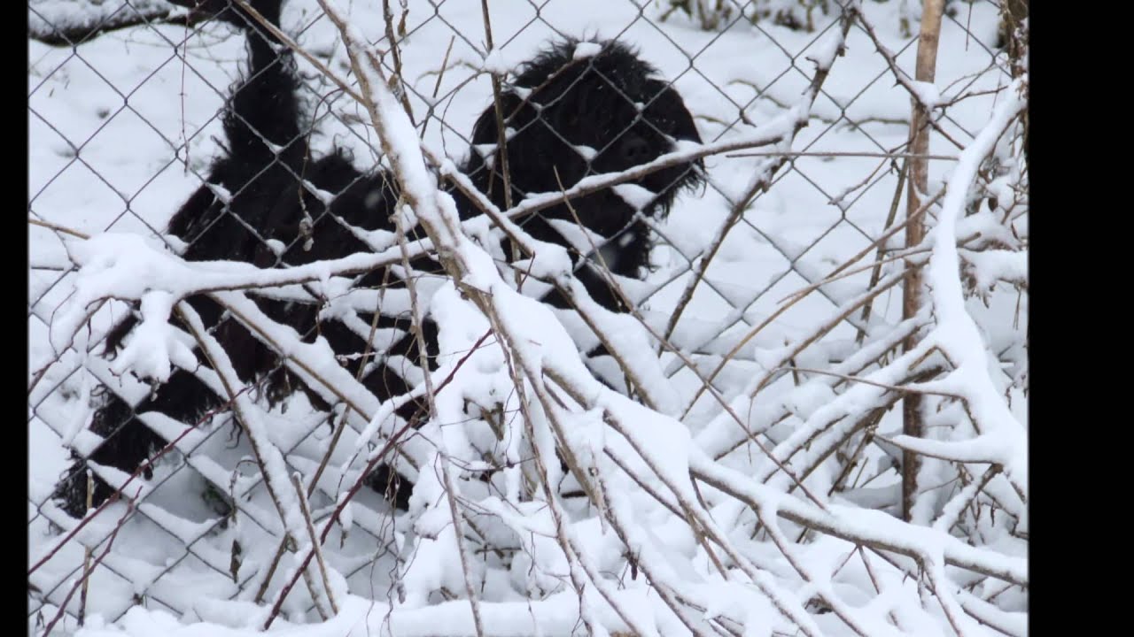 Öcsöd télen