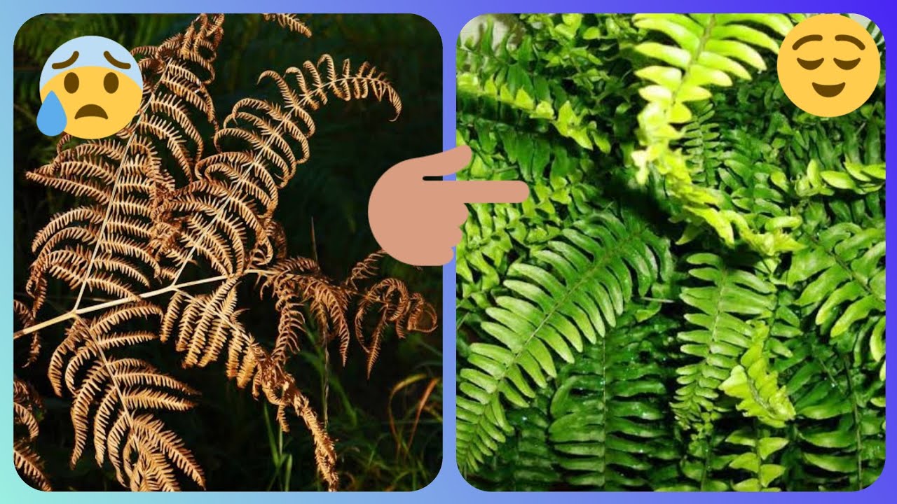 497.Dried Boston Fern ko Revive kaise kare 🥀🌲🐞