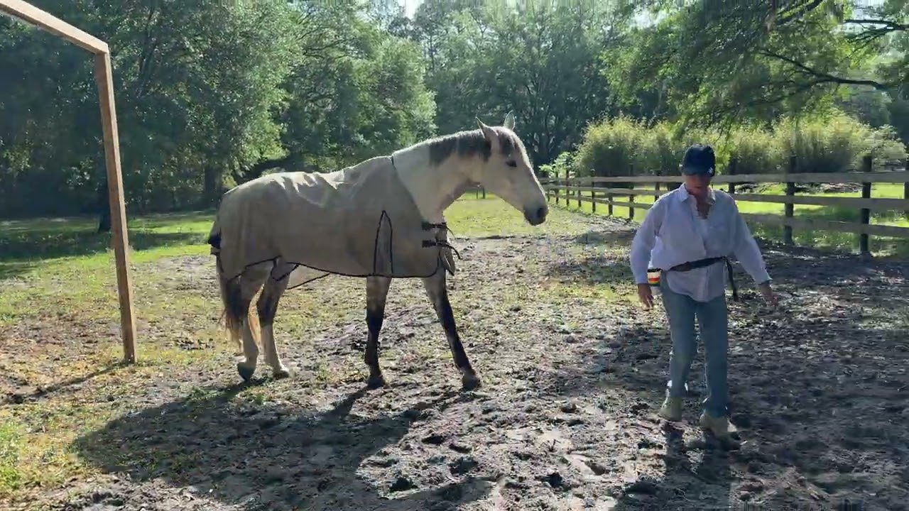 Clicker Trained Horse is Reunited With Past Owner and Thrilled to do a Session