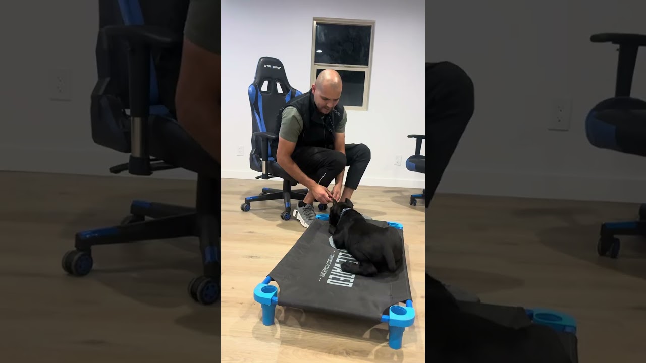 Watch me teach my puppy place! 