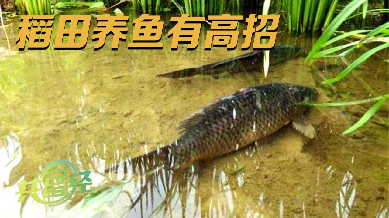 一亩田年销售额超过10,000元！他利用黄河水种植水稻，又在水稻田里养鱼，稻鱼共生的新模式竟让盐碱地成了“钱袋子”！|「共富经」20230824