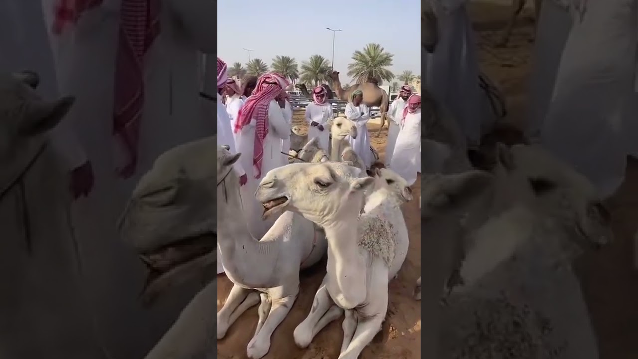 جولة سريعة في ساحة البل السبت ١٩/١١/١٤٤٣ بمدينة الأنعام ببريدة (1)