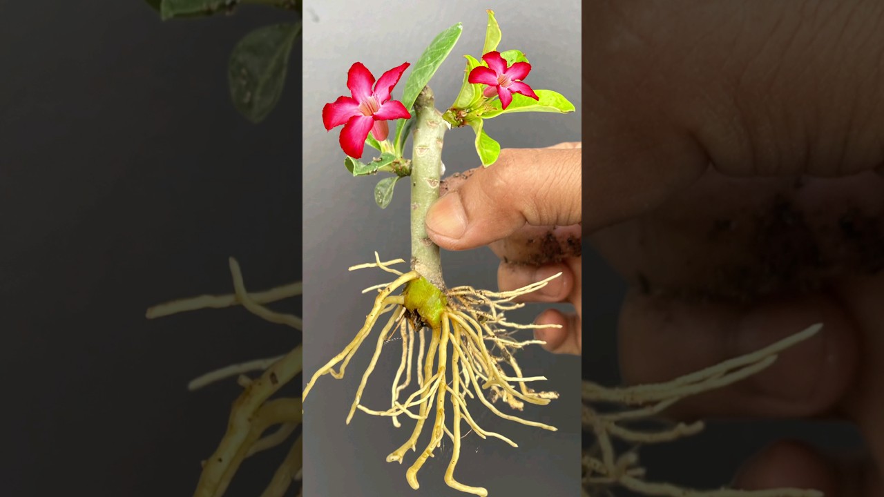 How To Grow Adenium From Cuttings #adenium #youtubeshorts #Shorts #Mita'sgardeningtrick #Cuttings