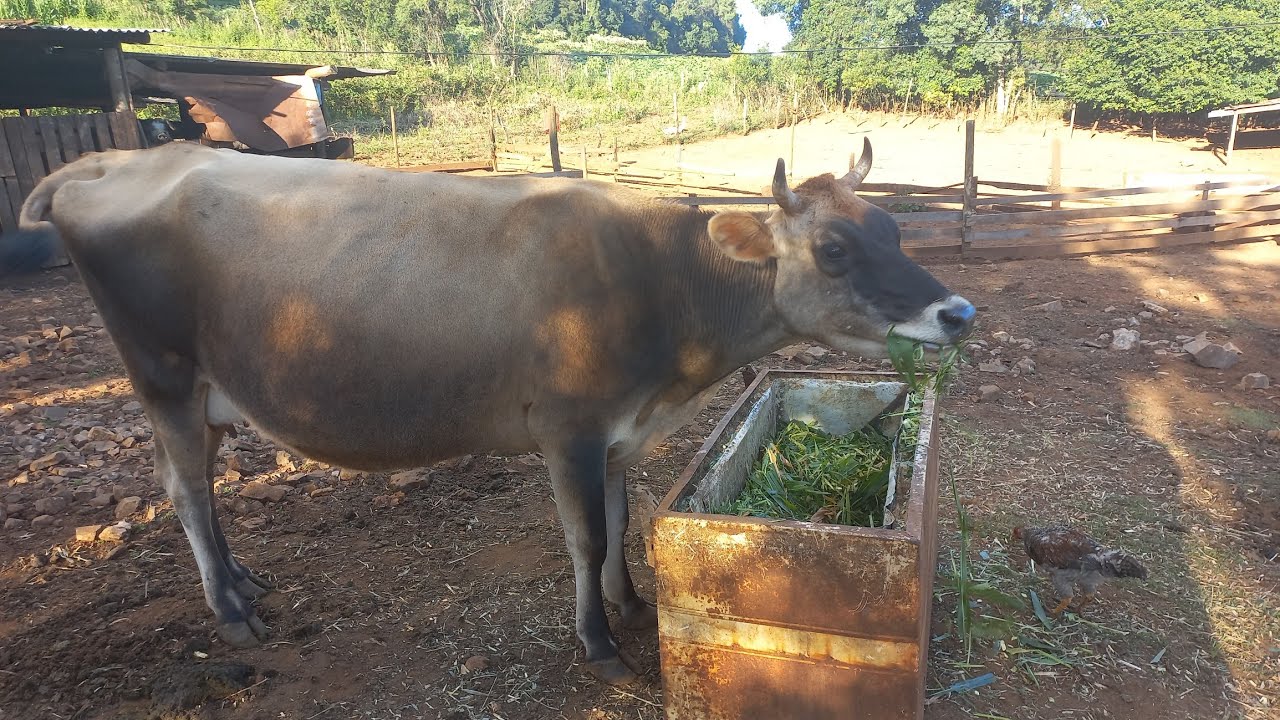 UMA VACA DE LEITE SUSTENTA UMA CASA