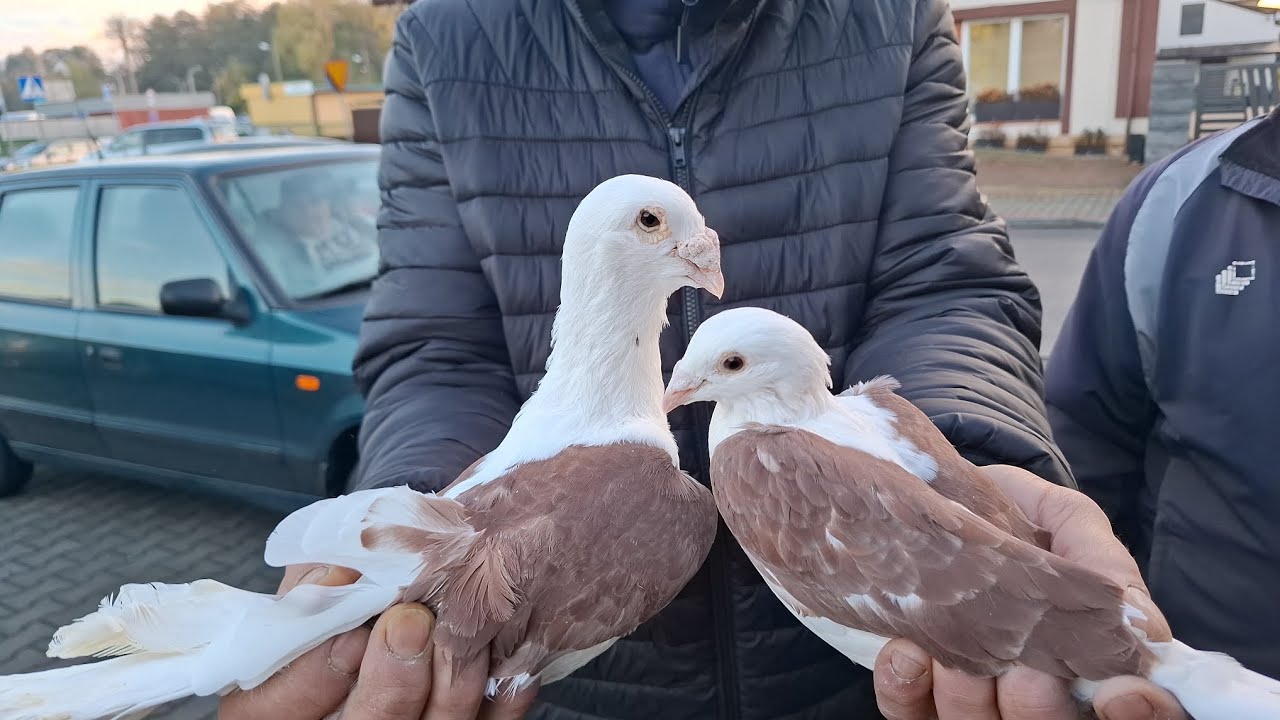 TARG OSTROWIEC ŚW. 23.10.2025 (gołębie pocztowe i ozdobne, karmy)  #pigeon #gołębie 