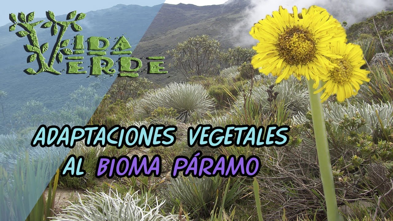Vida Verde Adaptaciones BIOMA PÁRAMO