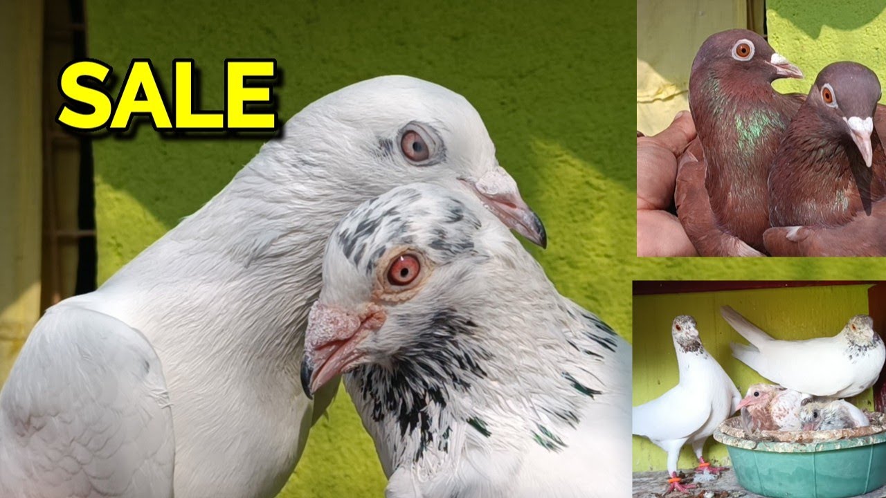GARIA SOURAV DA TOP QUALITY PIGEON FOR SALE