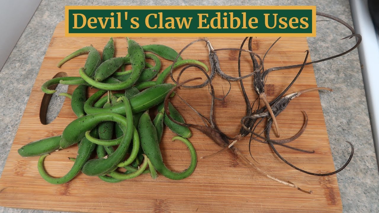 Devil's Claw Part 2- Cooking the Pods and Processing Edible Seeds