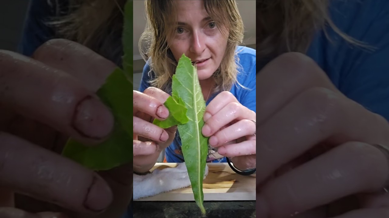 The Amazing Loquat Tree - More Than Fruit | Loquat Leaf Tea