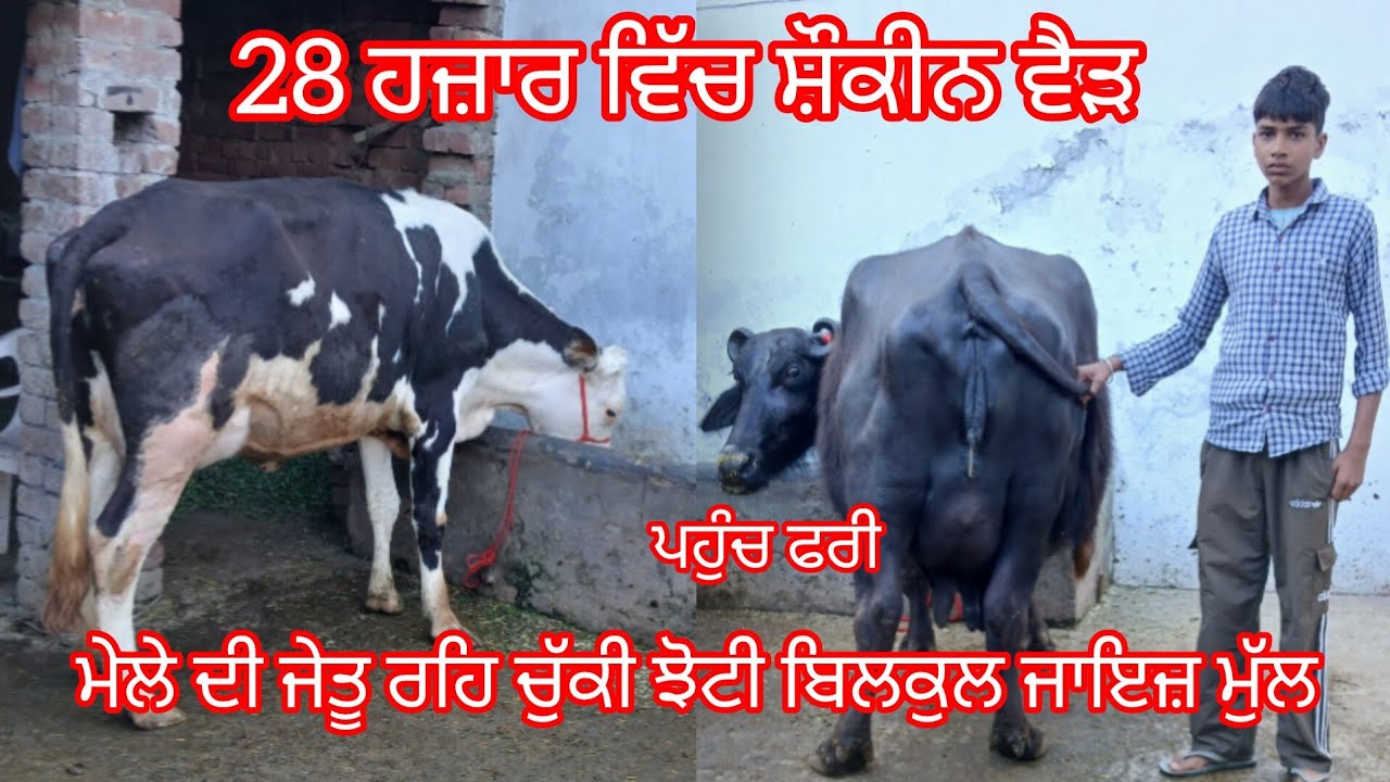 ਦੋ ਵੈੜਾ ਬਿਲਕੁਲ ਜਾਇਜ਼ ਮੁੱਲ ਚੰਗੇ ਰਿਕਾਰਡ ਵਾਲੀ ਝੋਟੀ ਮੇਲੇ ਦੀ ਜੇਤੂ ਰਹਿ ਚੁੱਕੀ /buffalo and cow for sale 